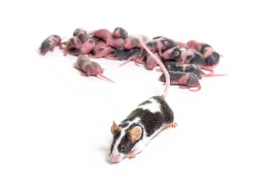 Süslü fare kolonisi, altı günlük tüysüz yavrular ve anne - Mus musculus domestica, beyaz üzerine izole edilmiş