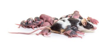 Süslü bir fare grubu, birkaç günlük tüysüz yavrular ve anne - Mus musculus domestica, beyaz tenli.