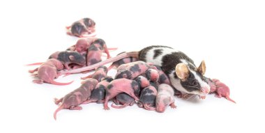 Süslü fare kolonisi, altı günlük tüysüz yavrular ve anne - Mus musculus domestica, beyaz üzerine izole edilmiş