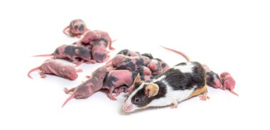 Anne fare ve birkaç günlük tüysüz köpek yavruları - Mus musculus domestica, beyaz üzerine izole edilmiş.
