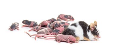 Süslü bir fare grubu, altı günlük tüysüz yavrular ve anne - Mus musculus domestica, beyaz üzerine izole edilmiş