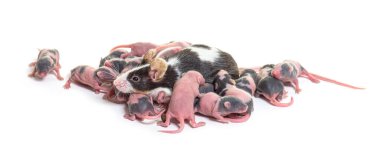 Süslü fare yuvası, altı günlük tüysüz yavrular ve anne - Mus musculus domestica, beyaz tenli.