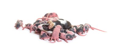 Süslü fare kolonisi, birkaç günlük tüysüz yavrular ve anne - Mus musculus domestica, beyaz tenli.