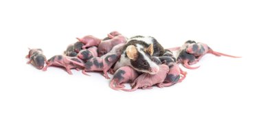 Anne fare ve birkaç günlük tüysüz köpek yavruları - Mus musculus domestica, beyaz üzerine izole edilmiş.