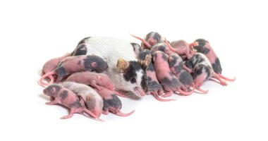 Süslü fare kolonisi, birkaç günlük tüysüz fare yavruları ve anne, beyaz üzerinde izole edilmiş.