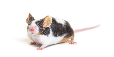 Süslü fare kameraya bakıyor. Mus musculus domestica, beyaz tenli.