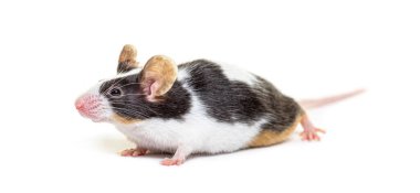 Süslü fare - Mus musculus domestica, beyaz üzerine izole edilmiş