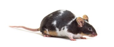 Süslü fare - Mus musculus domestica, beyaz üzerine izole edilmiş