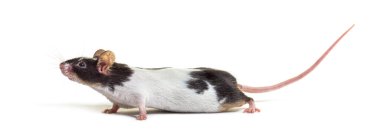 Siyah beyaz bir farenin yan görüntüsü - Mus musculus domestica, beyaz üzerine izole edilmiş