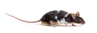 Uzaklaşan süslü bir farenin yan görüntüsü - Mus musculus domestica, beyaz üzerine izole edilmiş