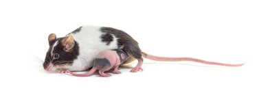 Anne fare altı günlük yavrusunu emziriyor, yavru fare, izole edilmiş.