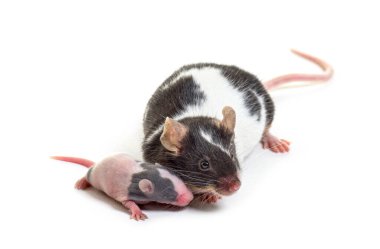 Anne fantezi faresi altı günlük bebeğine sarılıyor, Mus musculus domestica, beyaz tenli.