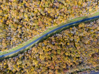 Sonbahar boyunca beyaz arabalı orman yolu. Gökyüzü manzaralı yol, sarı ve altın yapraklı bir ormanı geçiyor.  