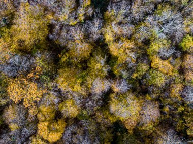 Sonbahar yaprak döken ormanın havadan görünüşü, sarı ve renkli arkaplan 