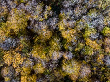 Sonbahar yaprak döken ormanın havadan görünüşü, sarı ve renkli arkaplan 