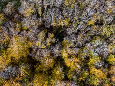 Sonbahar yaprak döken ormanın havadan görünüşü, sarı ve renkli arkaplan 