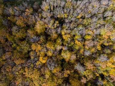 Sonbahar yaprak döken ormanın havadan görünüşü, sarı ve renkli arkaplan 