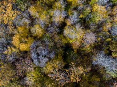Sonbahar yaprak döken ormanın havadan görünüşü, sarı ve renkli arkaplan 