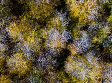Sonbahar yaprak döken ormanın havadan görünüşü, sarı ve renkli arkaplan 