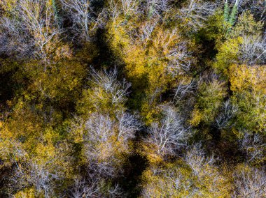Sonbahar yaprak döken ormanın havadan görünüşü, sarı ve renkli arkaplan 