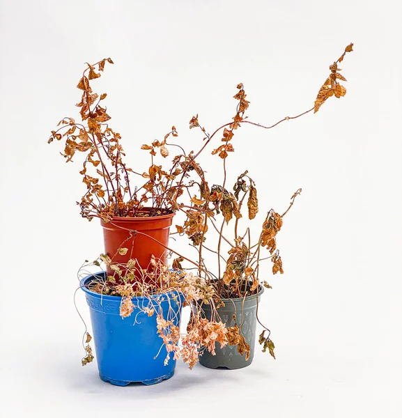 Planta Seca Morta Negligenciada Vaso Plástico Azul Vermelho — Fotografia de Stock