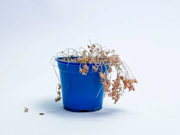 Παραμελημένο Αποξηραμένο Και Νεκρό Φυτό Μπλε Και Κόκκινο Πλαστικό Δοχείο — Φωτογραφία Αρχείου