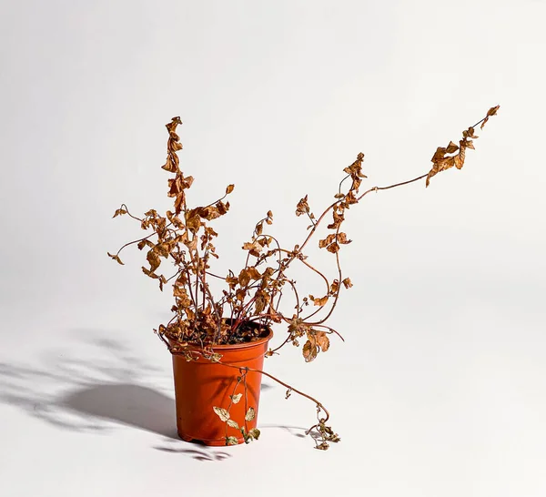 Planta Seca Morta Negligenciada Vaso Plástico Azul Vermelho — Fotografia de Stock