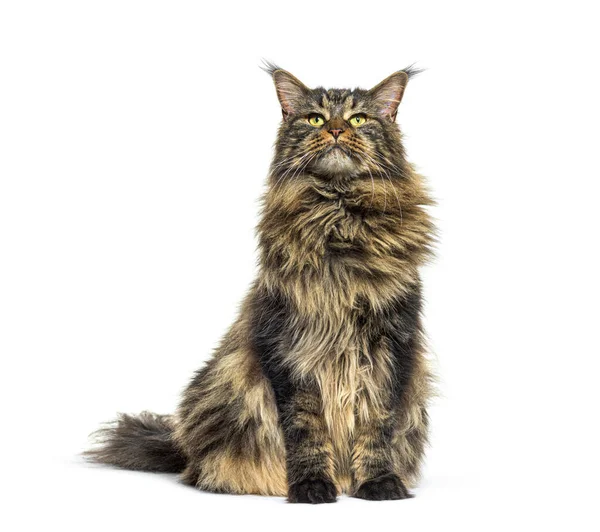 Adulte Maine Coon Sitzt Davor Isoliert Auf Weiß — Stockfoto