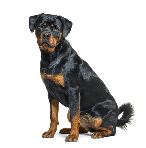 Junger Rottweiler Hund Sitzt Seitenblick Und Blickt Die Kamera — Stockfoto