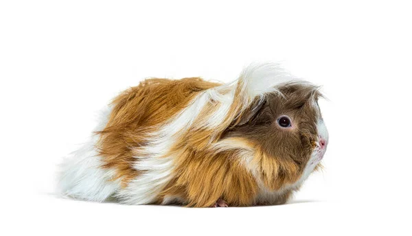 Portrait Side View Tri Colored Long Haired Guinea Pig Isolated — Stock Photo, Image