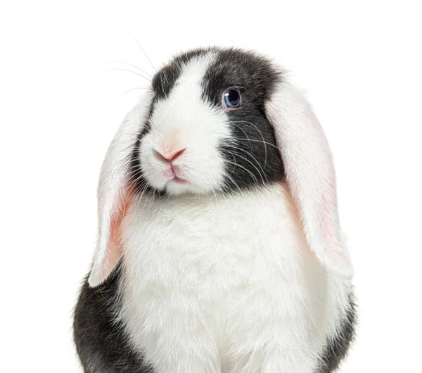 Portrait Black White Lop Rabbit Blue Eyed Isolated — Stock Photo, Image