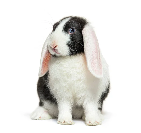 Black White Lop Rabbit Blue Eyed — Stock Photo, Image