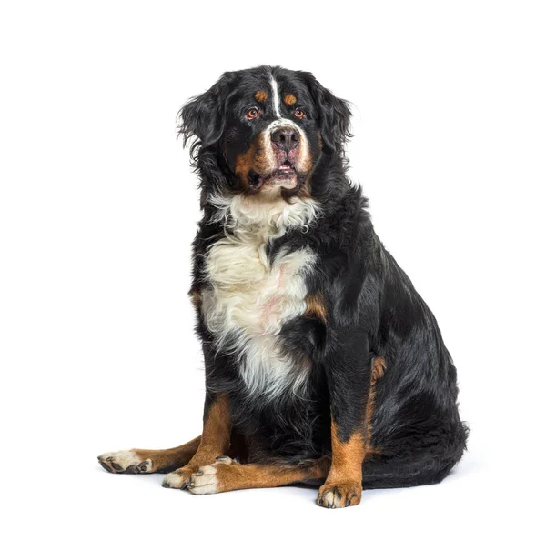 Velho Gordo Bernese Cão Montanha Isolado Branco — Fotografia de Stock