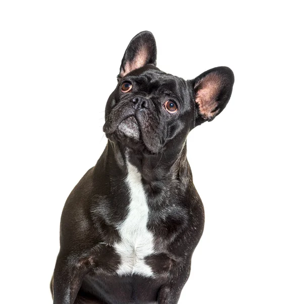 Porträtt Huvud Skott Fransk Bulldogg Tittar Upp Isolerad Vit — Stockfoto