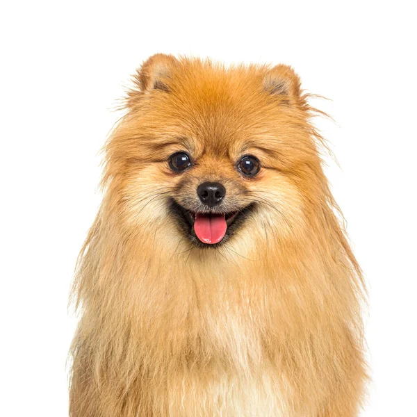 Hlava Záběr Šťastný Pomeranian Pes Supění — Stock fotografie