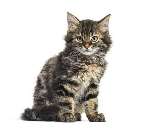 Maine Coon Kitten Negen Weken Oud Zit Geïsoleerd Wit — Stockfoto