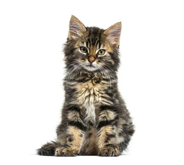 Maine Coon Kätzchen Neun Wochen Alt Sitzt Isoliert Auf Weißem — Stockfoto