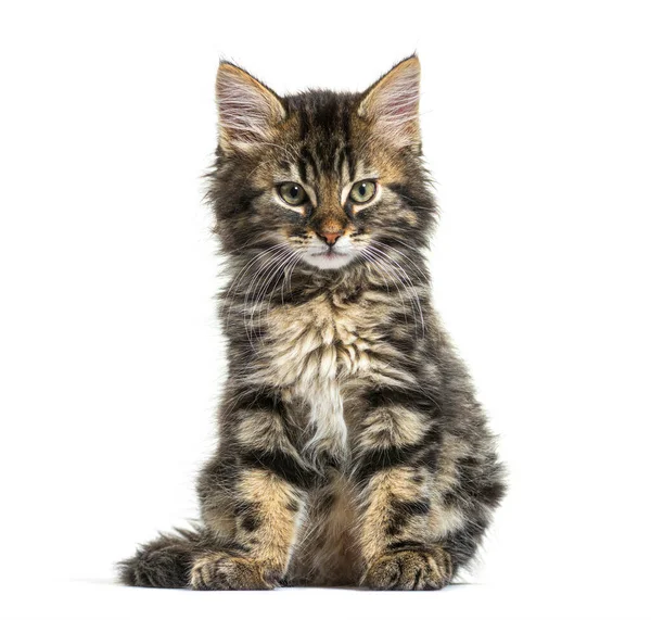 Maine Coon Kitten Negen Weken Oud Zit Geïsoleerd Wit — Stockfoto