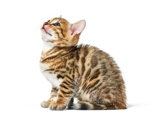 Gatito Gato Bengala Mirando Hacia Arriba Seis Semanas Edad Aislado — Foto de Stock