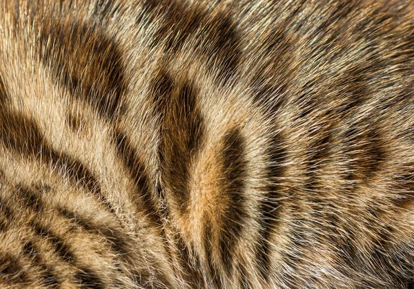 Close Bengal Cat Fur Animal Background — Stock Photo, Image
