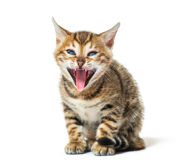 Bengal Кошка Котенок Делает Лицо Показывает Свою Шероховатость Язык Пять — стоковое фото