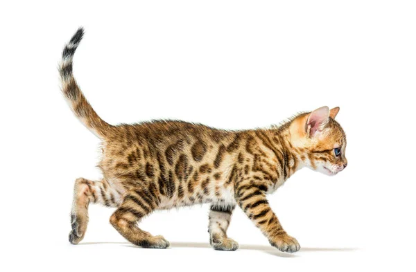 Walking Bengal Cat Kitten Six Weeks Old Isolated White — Stock Photo, Image