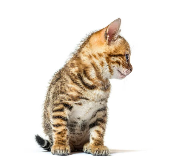 Gatito Gato Bengala Mirando Hacia Otro Lado Seis Semanas Edad —  Fotos de Stock