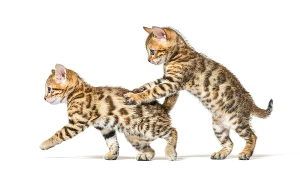 Dois Gatos Bengala Brincando Juntos Seis Semanas Idade Isolados Branco — Fotografia de Stock