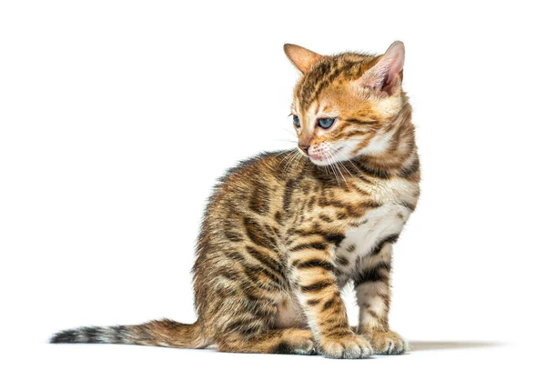 Bengalisk Katt Kattunge Sitter Och Tittar Bort Sex Veckor Gammal — Stockfoto