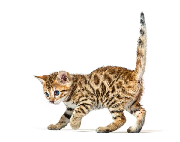 Side View Bengal Cat Kitten Prowling Six Weeks Old Isolated — Stock Photo, Image