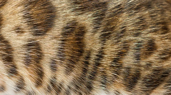 Κοντινό Πλάνο Στη Γούνα Γάτας Της Βεγγάλης Ζωικό Υπόβαθρο — Φωτογραφία Αρχείου