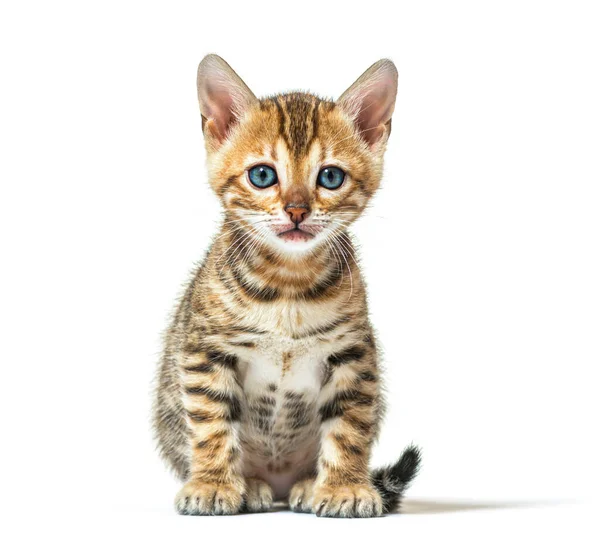 Bengal kedisi kameraya bakıyor, altı haftalık, beyaz tenli.