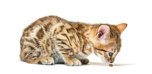 Bengal Cat Kitten Eating Croquette Six Weeks Old Isolated White — Stock Photo, Image