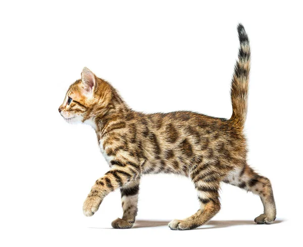 Seitenansicht Einer Wandelnden Bengalkatze Sechs Wochen Alt Isoliert Auf Weiß — Stockfoto